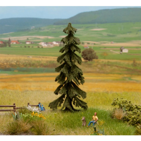 Noch 21919 - Wetterfichte