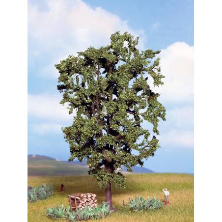 Noch 21800 - Kastanienbaum