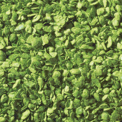 Noch 07142 - Feuilles