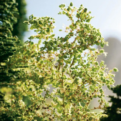 Noch 07168 - Autumn Leaf Foliage Set