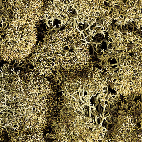 Noch 08600 - Lichen