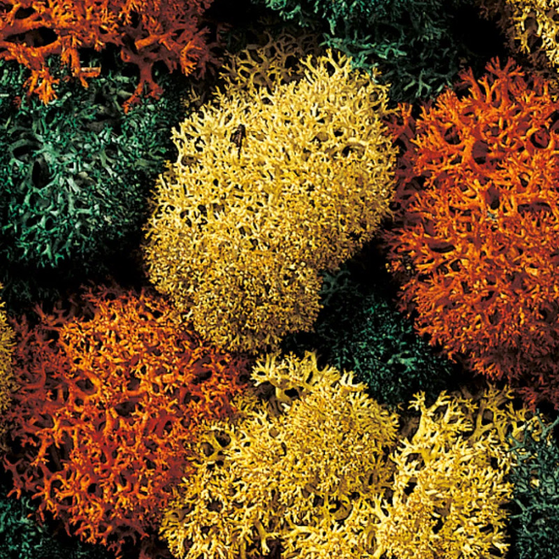 Noch 08620 - Dekormoos