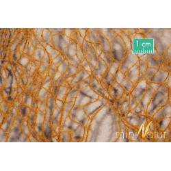 MiniNatur - 990-24 S Horsetail, late fall