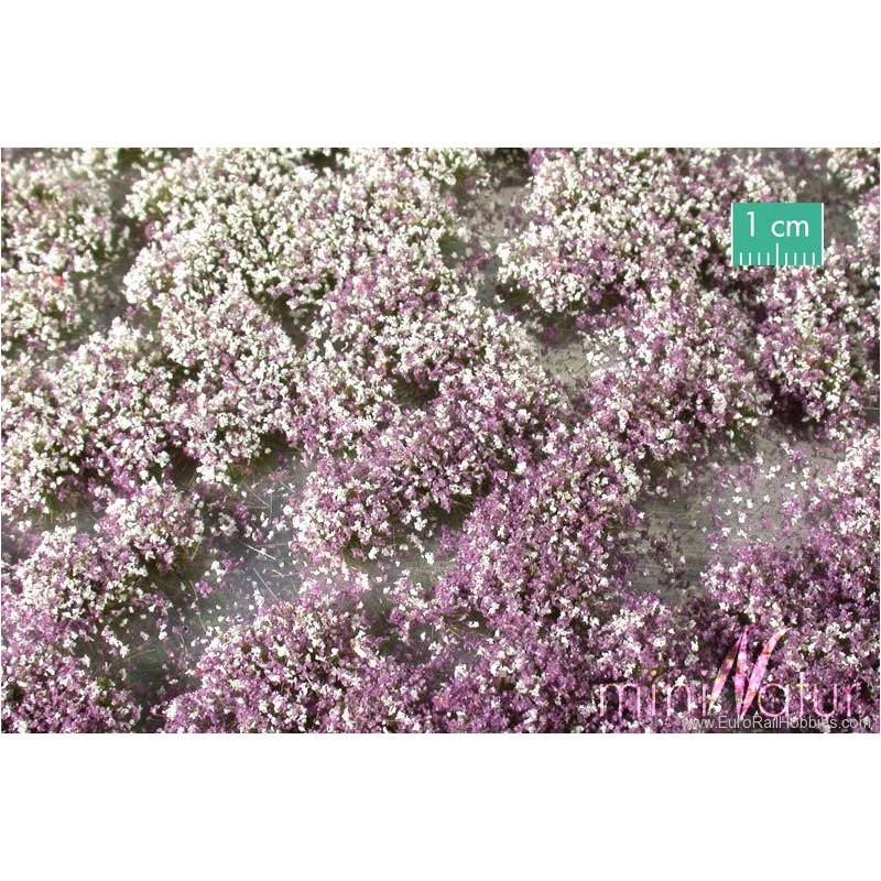 MiniNatur 726-23 MS -touffes de fleurs au début de l'automne