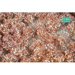 MiniNatur 726-24 MS -Blütenbüschel , Spätherbst