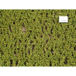 MiniNatur 910-23 S - Birkenlaub, Frühherbst