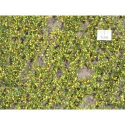 MiniNatur 913-13 S - Laub der Pyramidenpappel, Frühherbst