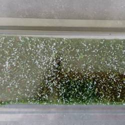 MiniNatur 724-21 S - Erdbeer - brombeer sträucher frühling