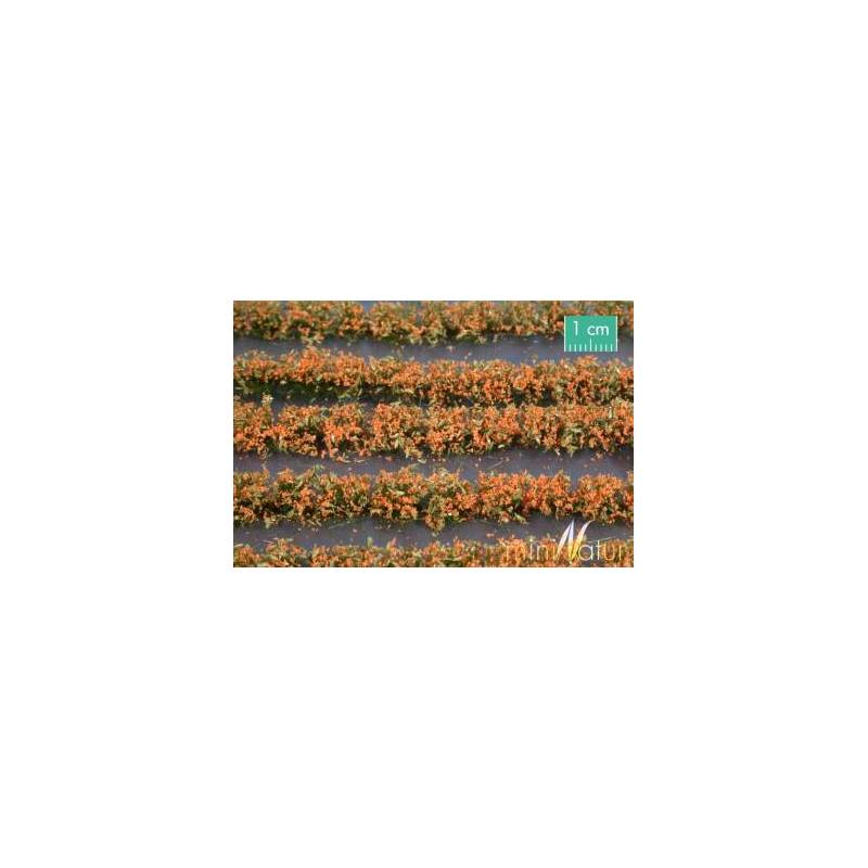 MiniNatur 767-25 S - Bandes de champs de fleurs orange