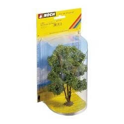 Noch 21660 -  Acacia