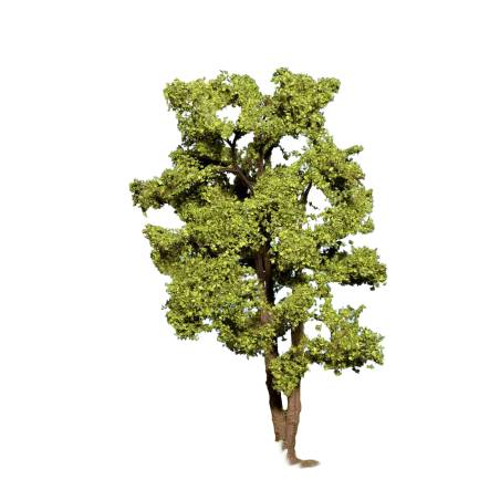 Noch 21660 -  Acacia