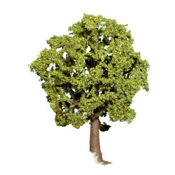 Noch 21690 - Hainbuche