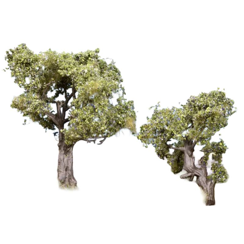 Noch 21995 - Olive Trees