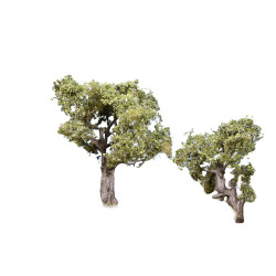 Noch 21995 - Olive Trees