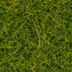 Noch 07118 - Wild Grass