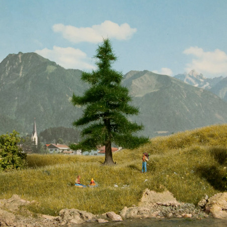 Noch 21812 - Nordmanntanne