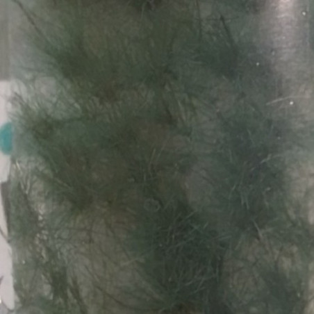 MiniNatur 739-22 S - Schilfbüschel im Sommer