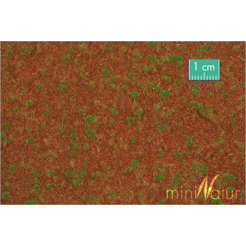 MiniNatur 740-22 MS -  Plante tapissant bleu