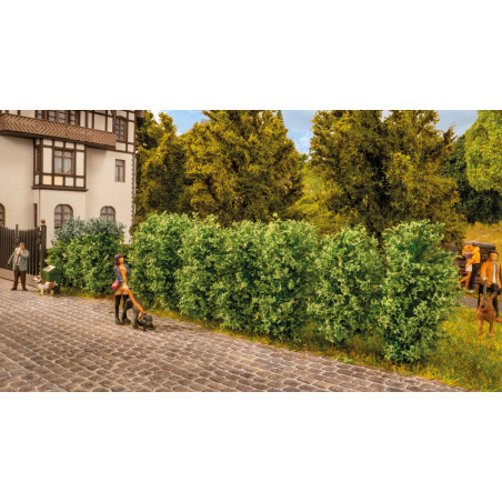 NOCH 21547 - Thuja-Hecke