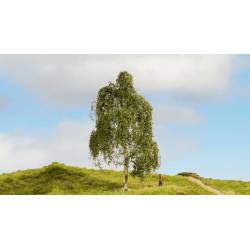 Noch 20120 - Hängebirke