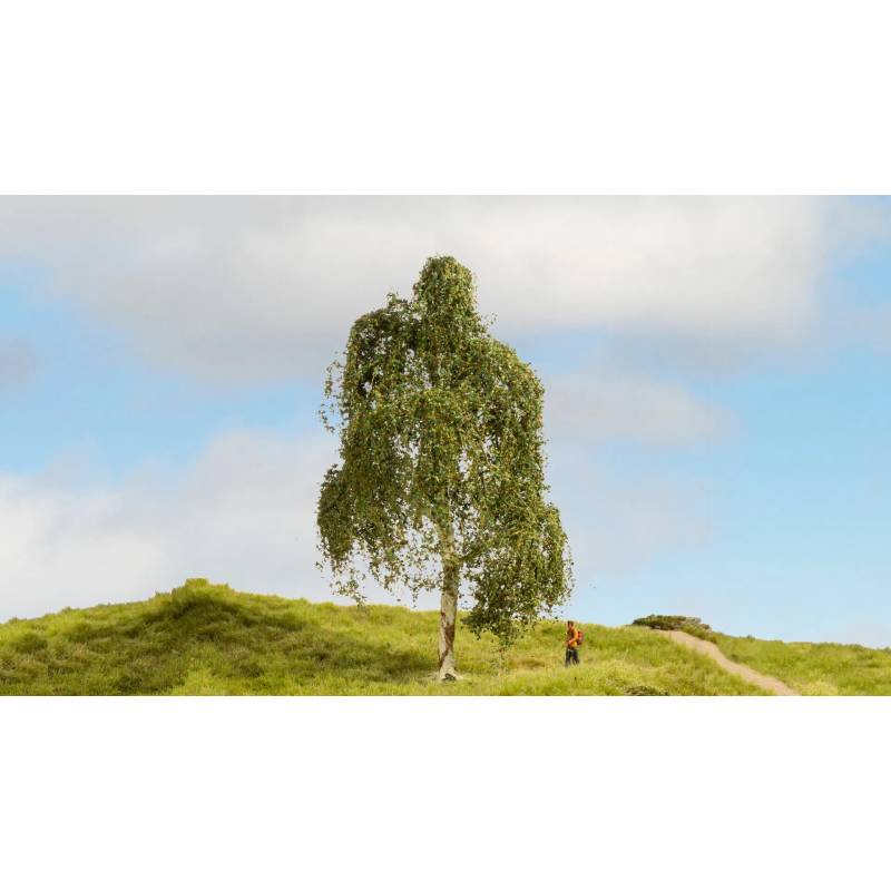 Noch 20120 - Hängebirke