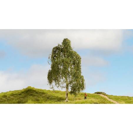 Noch 20120 - Hängebirke