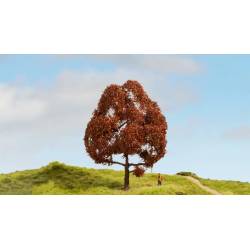 Noch 20150 - Rotbuche