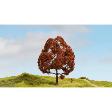 Noch 20150 - hêtre européen