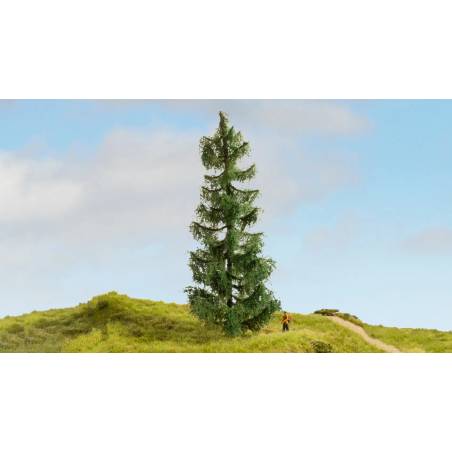 Noch 20190 - Spruce Tree