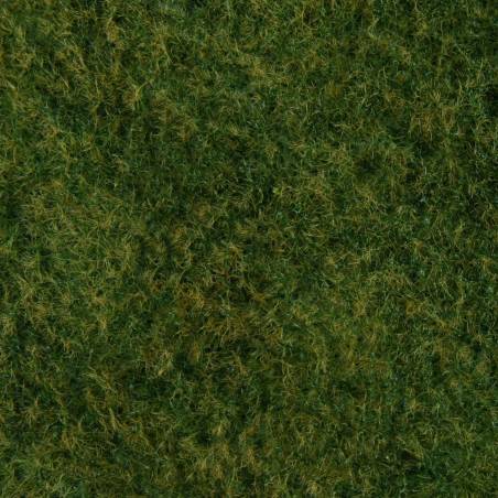 Noch 07272 - feuillage d'herbes sauvages